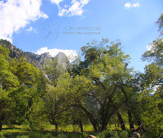 Beautiful Greenery