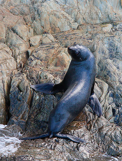 Curious Seal